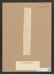 Synedra sp. (de-Toni-Nr.: Genus 66) Zeichnungen Sammlung Grunow Nr. 5439 (NHMW-BOT-W0373539)